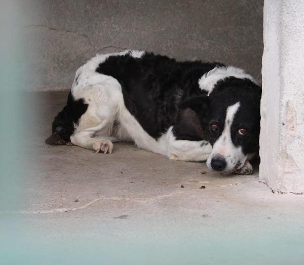 BIRBA 10 ANNI taglia media Foto 3