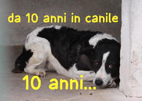 BIRBA 10 ANNI taglia media Foto 4