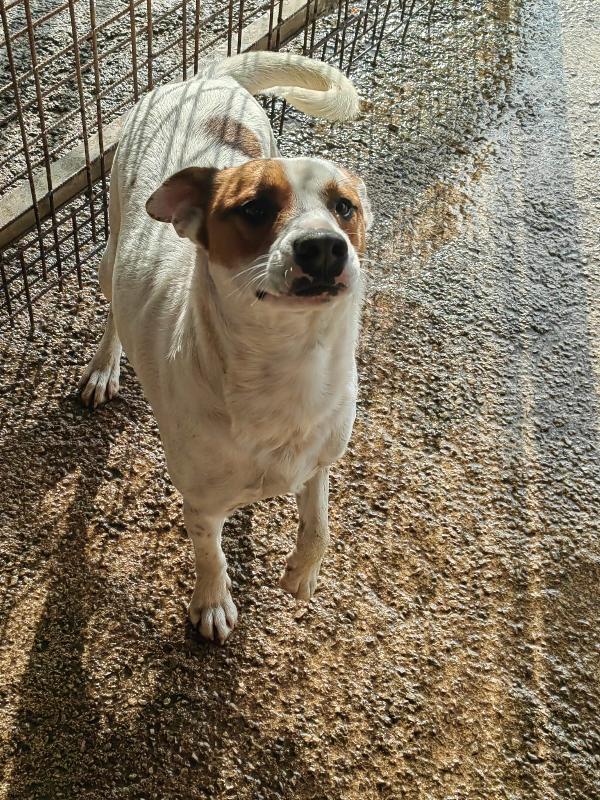 Loky Splendido Giovane Cagnolino Cerca Casa 