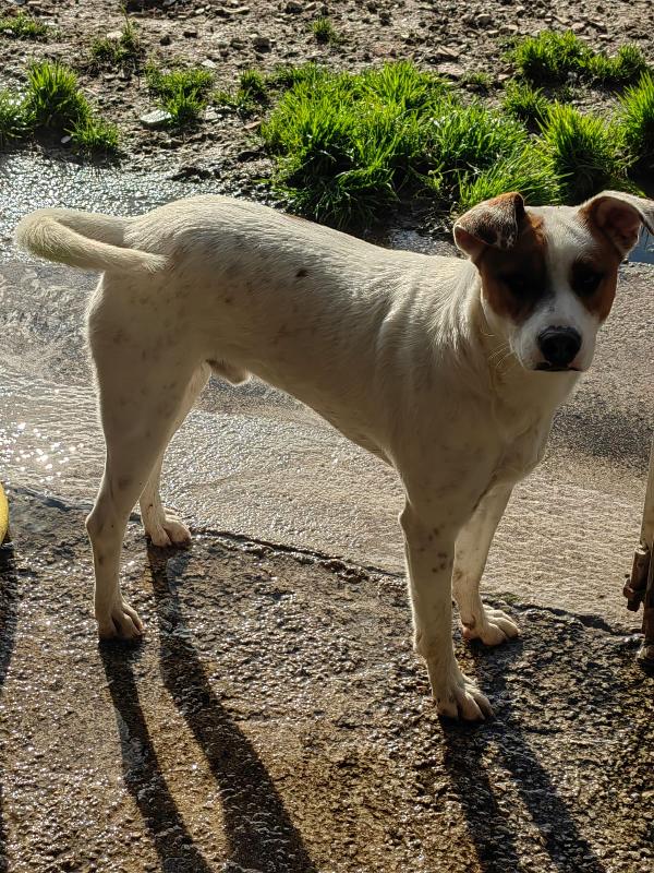 Loky splendido giovane cagnolino cerca casa  Foto 4