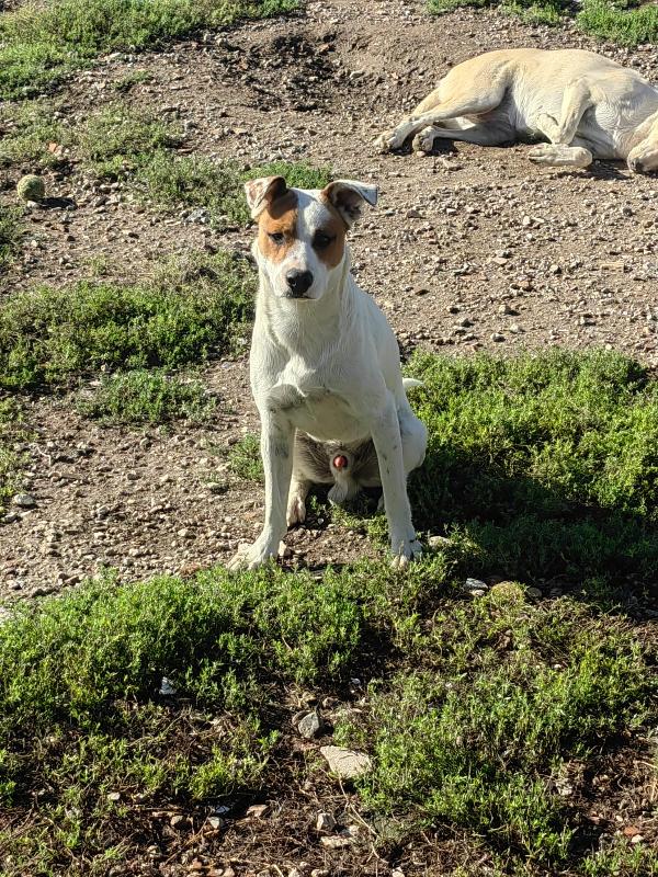 Loky splendido giovane cagnolino cerca casa  Foto 8