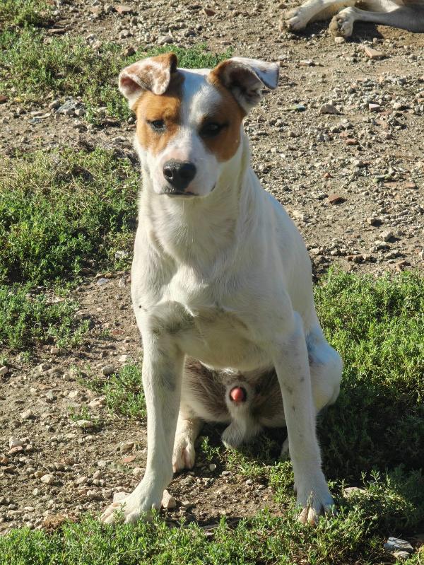 Loky splendido giovane cagnolino cerca casa  Foto 10