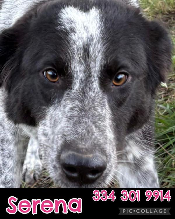 Serena, un anno Foto 2