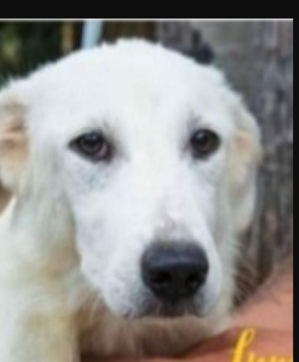 Sole 3anni buttato cucciolo nel fiume a morire..SUD  Foto 3