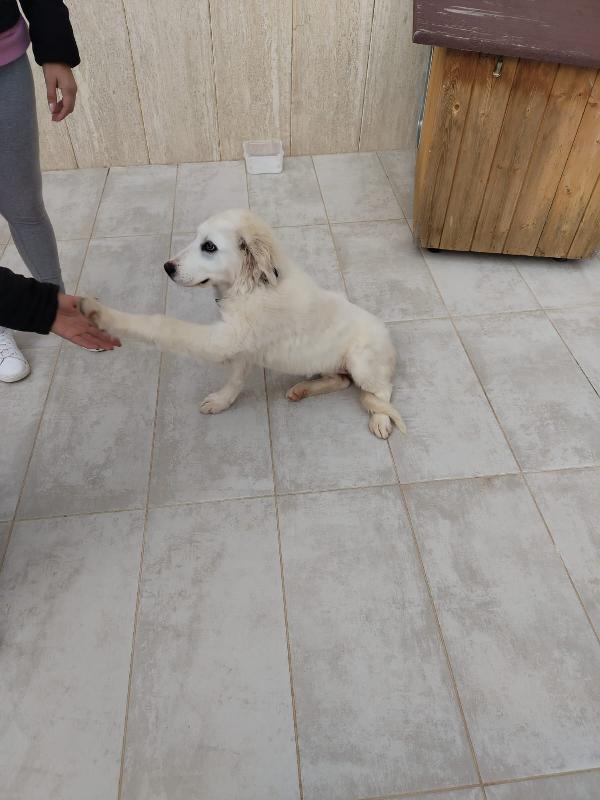 Gioia, cucciola bellissima, incrocio maremmano  Foto 2