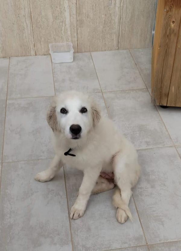 Gioia, Cucciola Bellissima, Incrocio Maremmano 