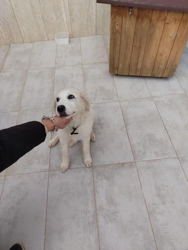 Gioia, cucciola bellissima, incrocio maremmano  Foto 3