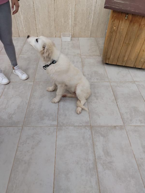 Gioia, cucciola bellissima, incrocio maremmano  Foto 4