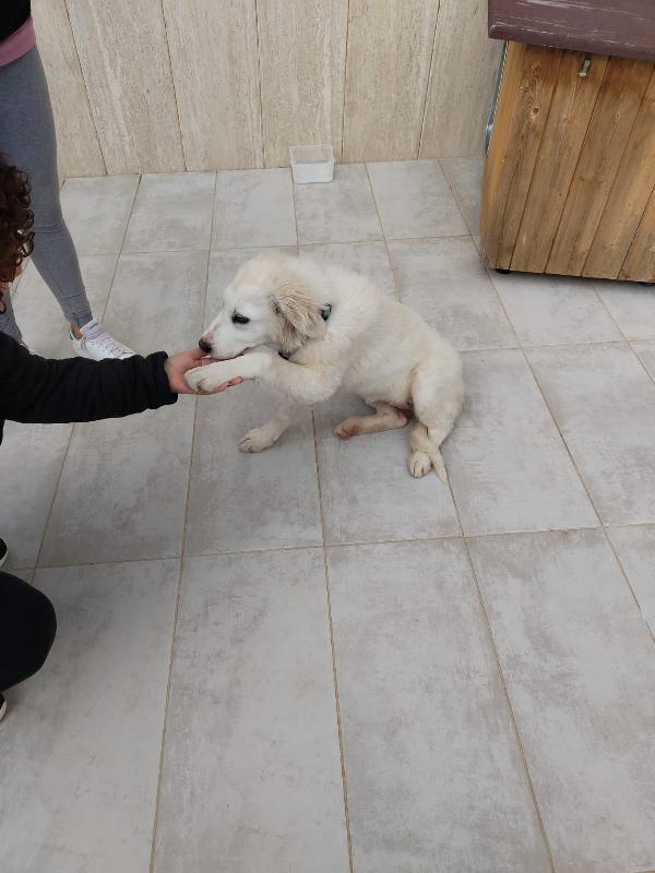 Gioia, cucciola bellissima, incrocio maremmano  Foto 6