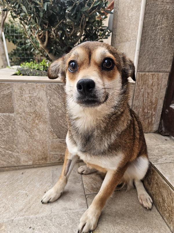 Jenna Splendida Giovane Cagnolina Di 6 Kg Cerca Casa 