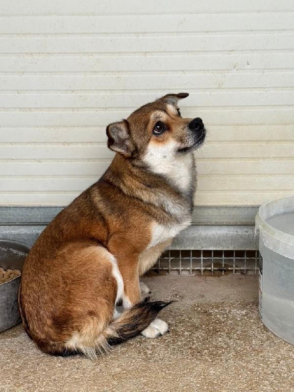 Jenna splendida giovane cagnolina di 6 kg cerca casa  Foto 2