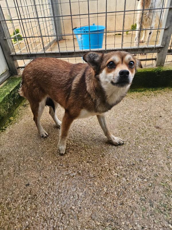 Jenna splendida giovane cagnolina di 6 kg cerca casa  Foto 3
