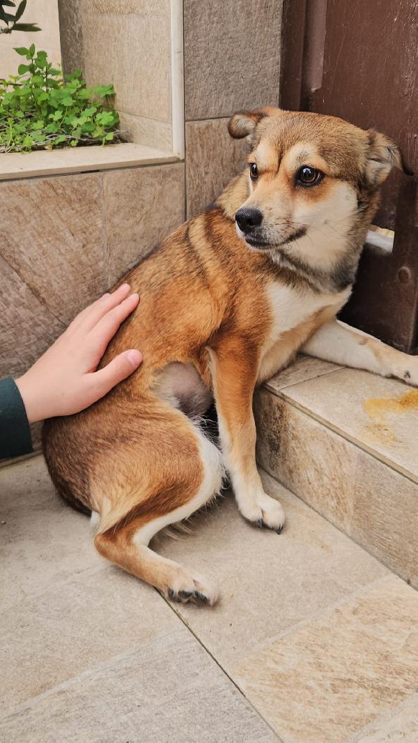 Jenna splendida giovane cagnolina di 6 kg cerca casa  Foto 4