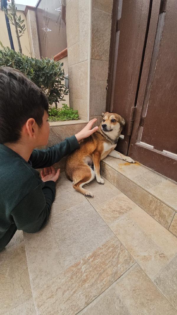 Jenna splendida giovane cagnolina di 6 kg cerca casa  Foto 5