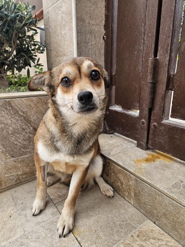 Jenna splendida giovane cagnolina di 6 kg cerca casa  Foto 6
