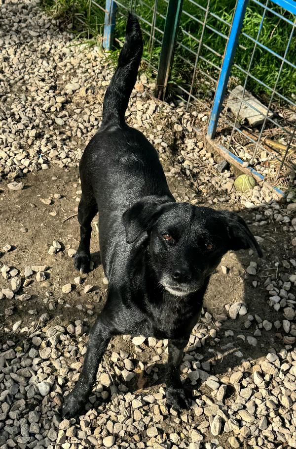 Monica 3 anni Taglia piccola  Foto 4