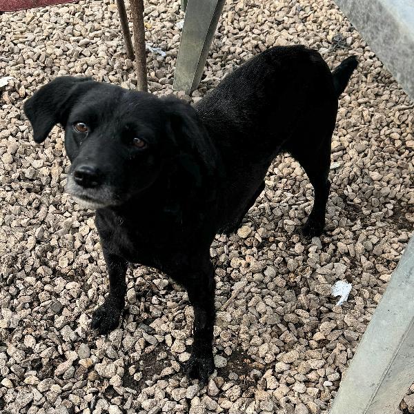 Monica 3 anni Taglia piccola  Foto 6