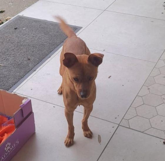 LOLA TAGLIA PICCOLA  Foto 3