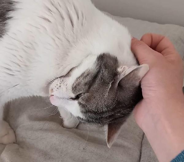 Miele, adorabile gatto da adottare! Foto 2