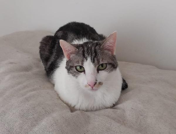 Miele, adorabile gatto da adottare! Foto 5