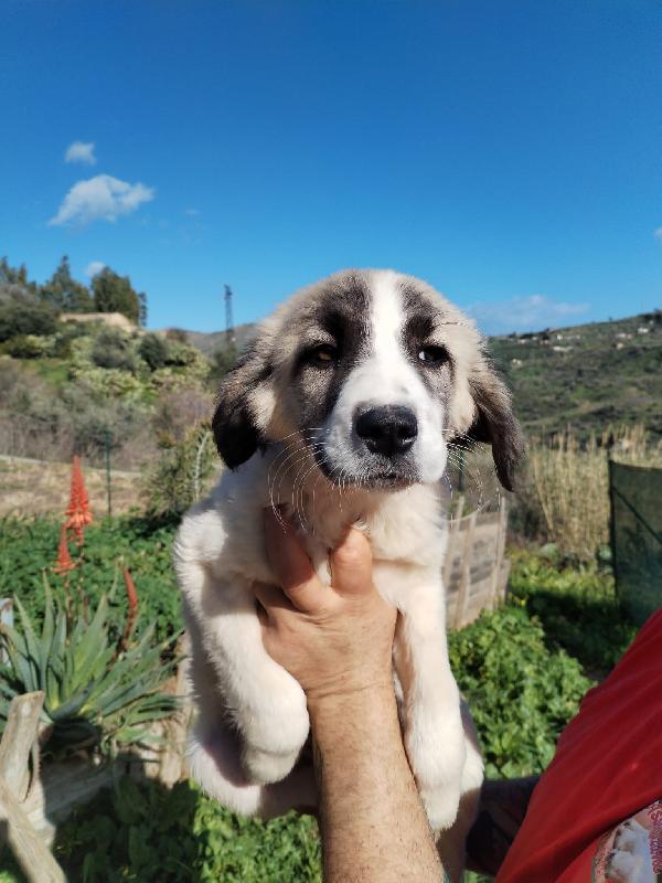 Tayler Splendido Cucciolo Cerca Casa