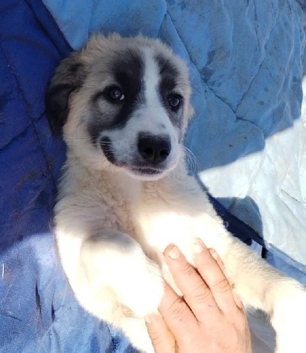 TAYLER splendido cucciolo cerca casa Foto 2