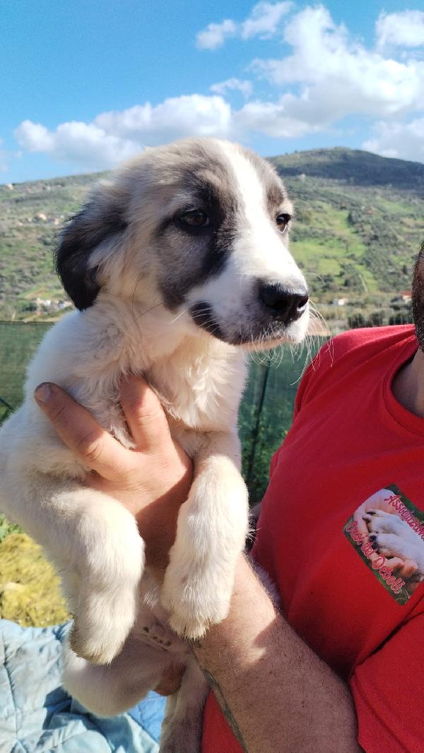 TAYLER splendido cucciolo cerca casa Foto 3