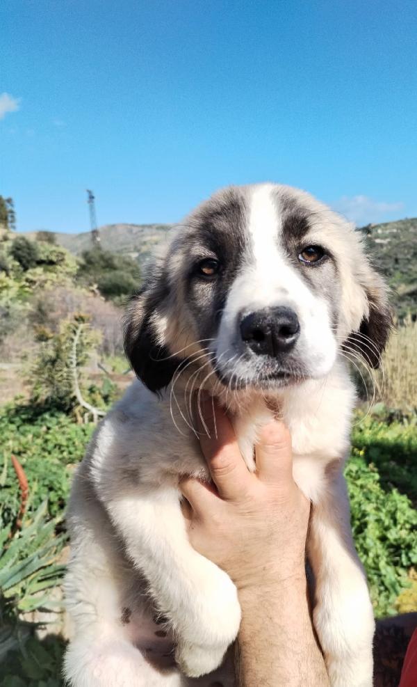 TAYLER splendido cucciolo cerca casa Foto 5