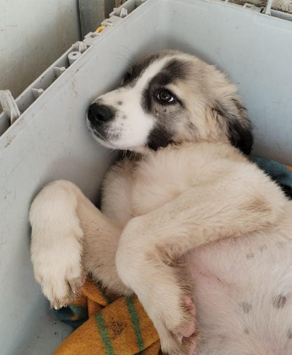 TAYLER splendido cucciolo cerca casa Foto 6