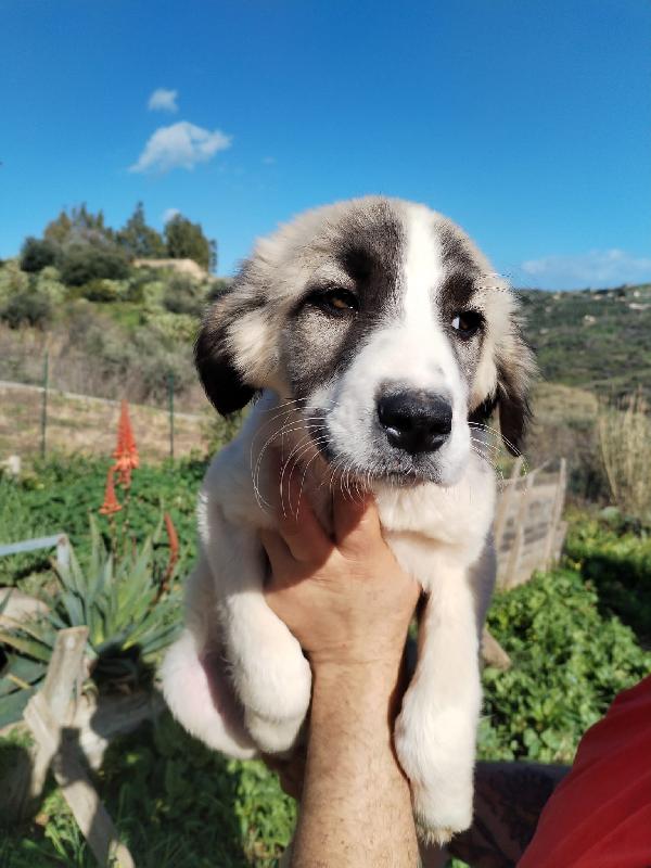 TAYLER splendido cucciolo cerca casa Foto 7