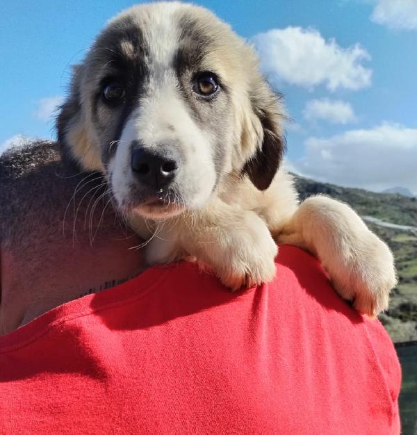 TAYLER splendido cucciolo cerca casa Foto 9