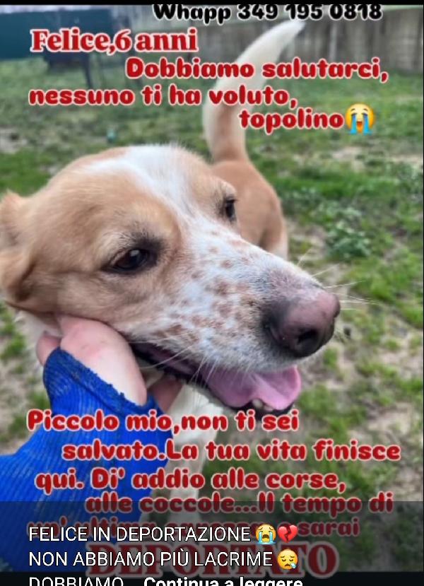 Felice 6Anni Verrà Dimenticato Da Tutti In 1Megacanile!! Calabria