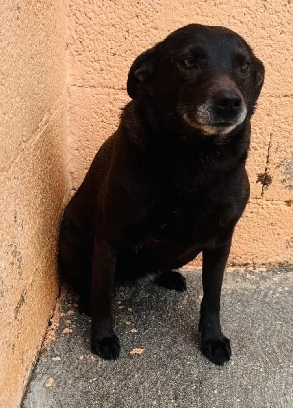 Nerina 4 Anni 10 Kg Taglia Piccola