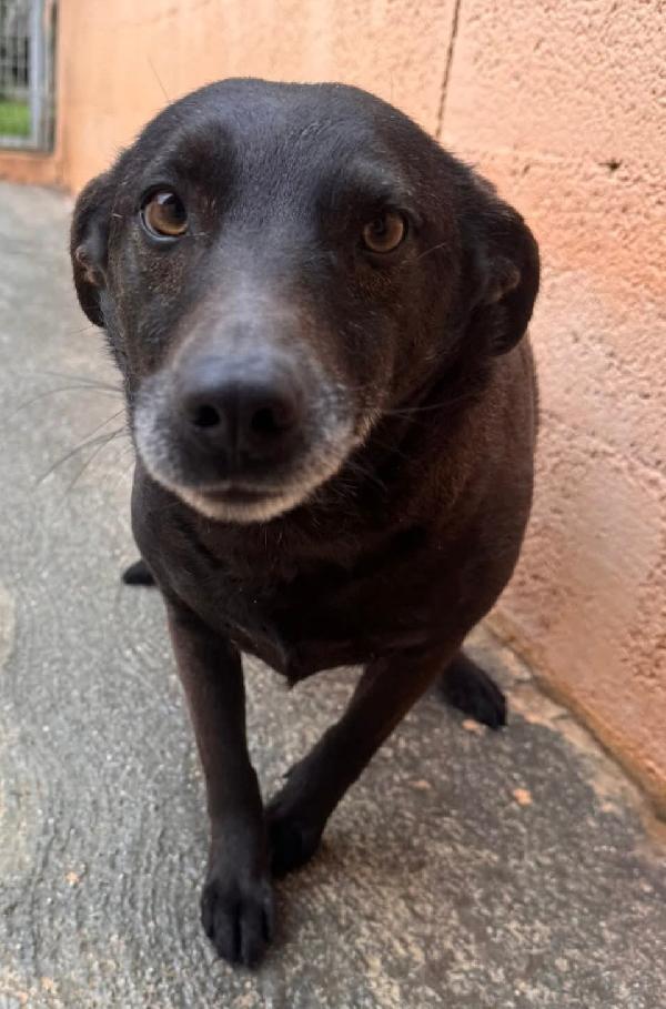 NERINA 4 ANNI 10 KG taglia piccola Foto 2