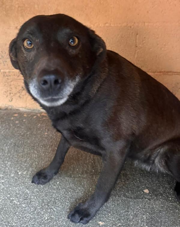 NERINA 4 ANNI 10 KG taglia piccola Foto 3