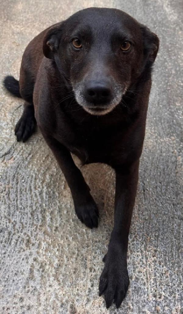 NERINA 4 ANNI 10 KG taglia piccola Foto 4