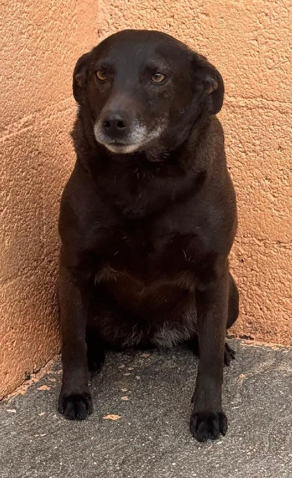 NERINA 4 ANNI 10 KG taglia piccola Foto 5