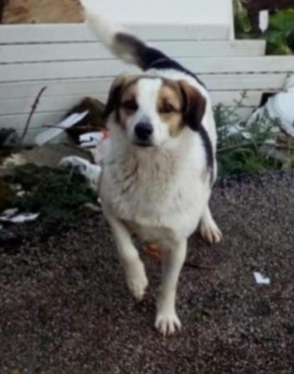 Ambra 7anni rifiutata 4anni fa...BOLOGNA SOS Foto 2