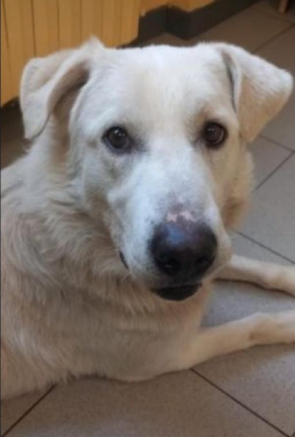 Bugo 3Anni Saliti E Rifiutato 18Mesi Fa.pavia