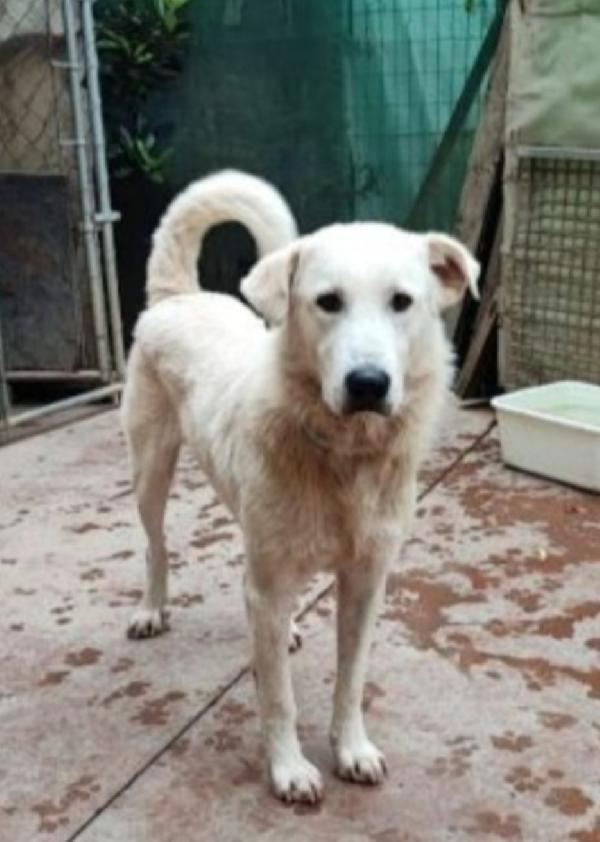 Bugo 3anni saliti e rifiutato 18mesi fa.PAVIA Foto 2