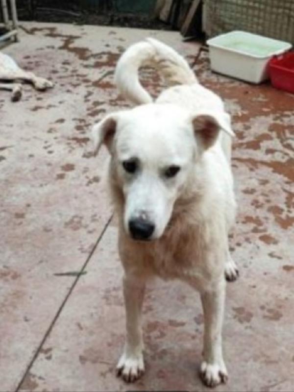 Bugo 3anni saliti e rifiutato 18mesi fa.PAVIA Foto 3