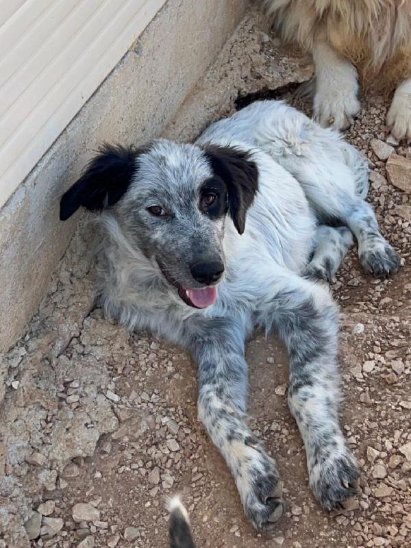 Pierino lupetto 9mesi e fratelli crescono in canile.BARI Foto 2