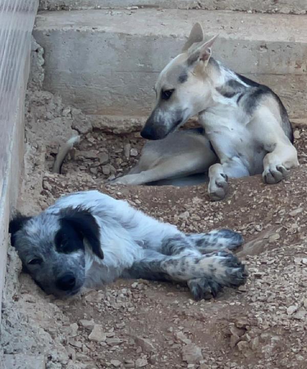 Pierino lupetto 9mesi e fratelli crescono in canile.BARI Foto 5