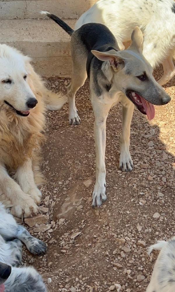 Pierino lupetto 9mesi e fratelli crescono in canile.BARI Foto 7