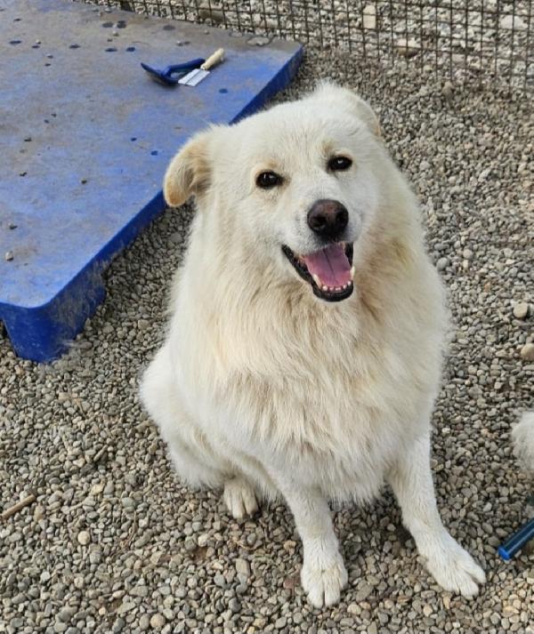 Barny 4Anni E 1/2 Salvato 2Anni Fa..novara Urge Casa