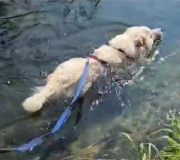 Barny 4anni e 1/2 salvato 2anni fa..NOVARA URGE CASA Foto 2
