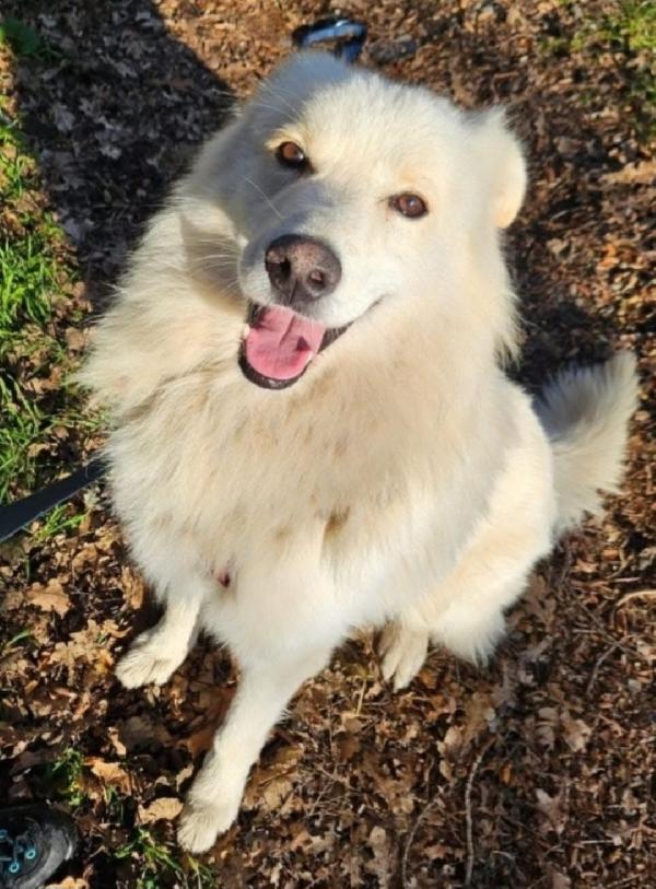 Barny 4anni e 1/2 salvato 2anni fa..NOVARA URGE CASA Foto 4