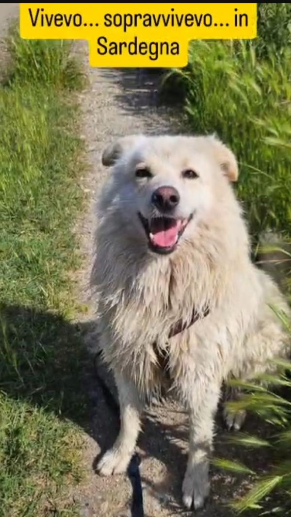 Barny 4anni e 1/2 salvato 2anni fa..NOVARA URGE CASA Foto 7