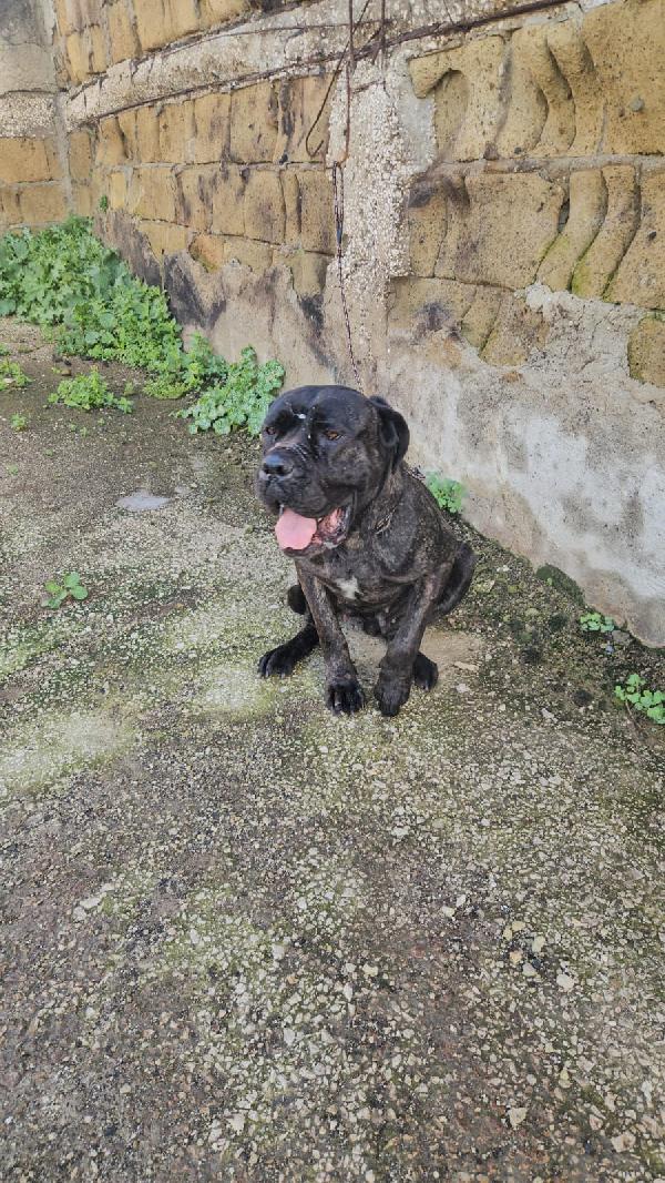 Lucia: Cane Corso Maltrattata Dolcissima 