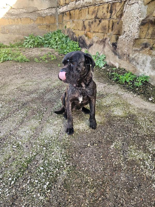 Lucia: cane corso maltrattata dolcissima  Foto 3